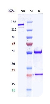 VEGF Reference Antibody