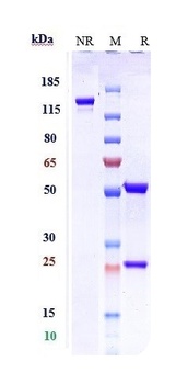 IL-5 Antibody
