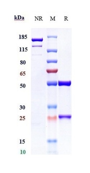 CD38 Antibody