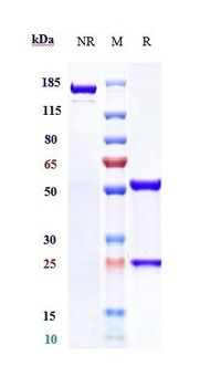 CD38 Antibody