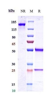 IGF1-R/IGFR1/CD221 Antibody
