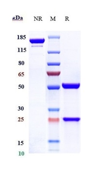 Amyloid Beta Antibody