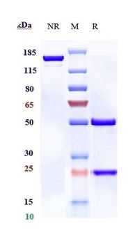 B7-H2/ICOSL/CD275 Antibody
