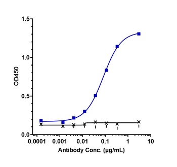 TNFSF7/CD27L/CD70 Antibody