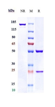 Matriptase Reference Antibody