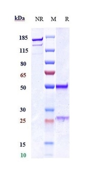 Histone H4 Reference Antibody