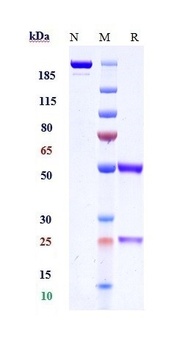 TIE2 / CD202b Reference Antibody