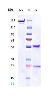 KLK5 / Kallikrein 5 Reference Antibody