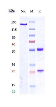 GPR20 Antibody