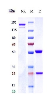 CDH6/K-Cadherin Antibody