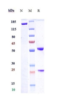 Tau Antibody
