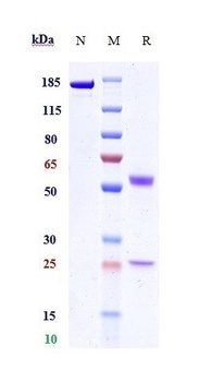 SIRPa / CD172a Reference Antibody