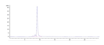 Anti-PRAME Reference Antibody