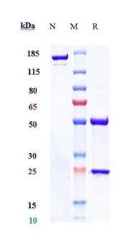 NKG2A/CD94 Antibody