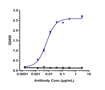 MASP2 Antibody