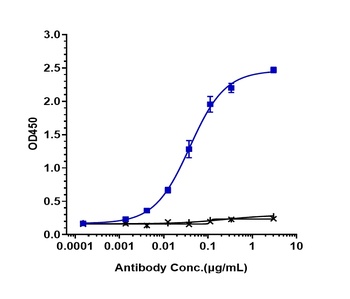 Anti-LOXL2 Reference Antibody