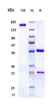 IL-5 Antibody