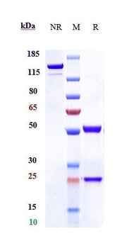 IL-13 Antibody