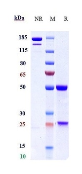 HBEGF Antibody