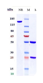 EpCAM/TROP1/CD326 Antibody