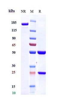 CXADR Reference Antibody