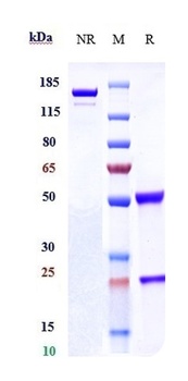 Anti-CLEC12A / CD371 Reference Antibody (tepoditamab)