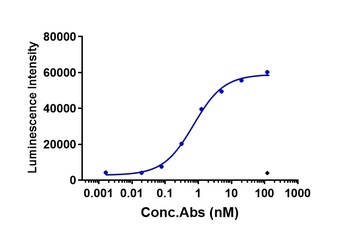 Anti-CLDN6 Reference Antibody