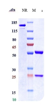 CEACAM6/CD66c Antibody