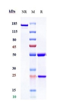 TNFRSF5/CD40 Antibody