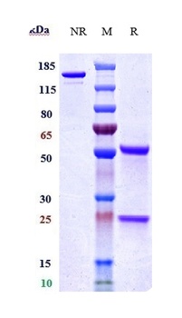 TNFRSF5/CD40 Antibody