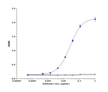 Anti-TNFRSF5 / CD40 Reference Antibody