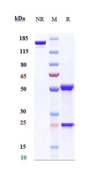 Klotho Beta Antibody