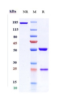 ANGPTL3 Antibody