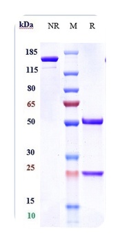 PDCD1/PD-1/CD279 Antibody