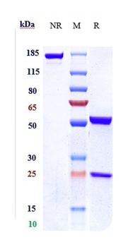 IL-18 Antibody