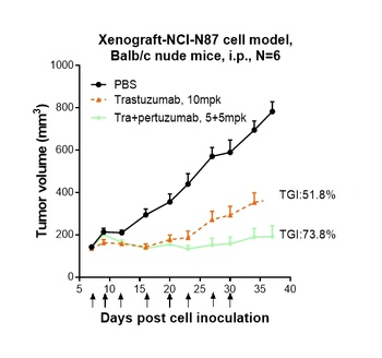 Anti-ERBB2 / HER2 / CD340 Reference Antibody