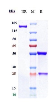 FGFR2/CD332 Antibody