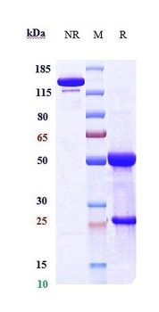 DLL3 Reference Antibody
