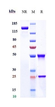 LY75/CD205/DEC-205/CLEC13B Antibody