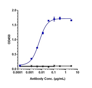 Anti-CCN2 / CTGF Reference Antibody