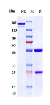 TSPAN26/CD37 Antibody