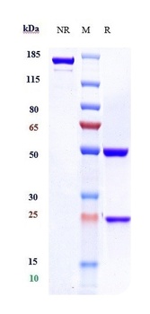 CD20 Antibody