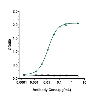 Anti-CD20 Reference Antibody