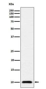 Ubiquitin 60S Ribosomal Protein L40 Rabbit mAb Antibody