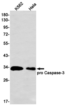 Caspase 3 Rabbit mAb Antibody