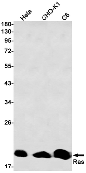 GTPase HRAS Rabbit mAb Antibody