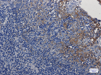 Transmembrane Protein 173 Rabbit Monoclonal Antibody