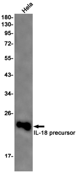 IL 18 Rabbit Monoclonal Antibody