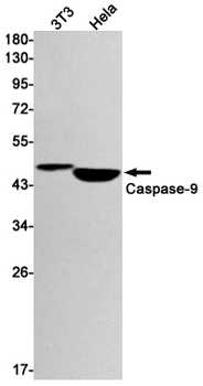Caspase 9 Rabbit mAb Antibody