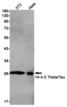 14 3 3 theta Rabbit mAb Antibody